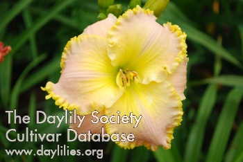 Daylily Repeated Discovery